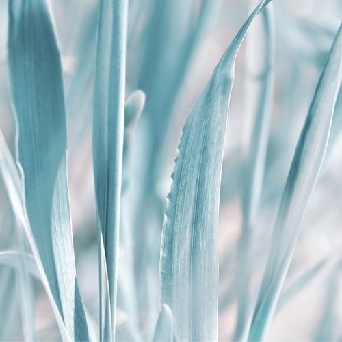 Delicate blauwe bladeren