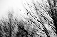 Moving bird van Koen Smit thumbnail