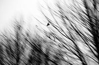 Moving bird