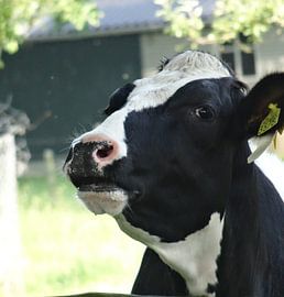 Cow in Lottum by Marleen De Wandeleer