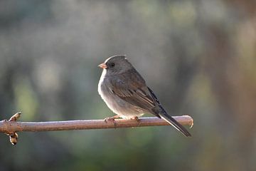A junco bird in the garden by Claude Laprise