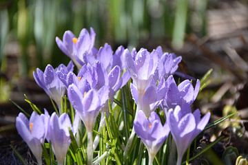 The first crocus flowers in the garden by Claude Laprise