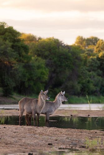 Wasserböcke im Busch von Timbavati, Südafrika von Teun Janssen