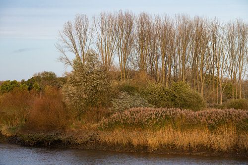Lumière dorée d'automne sur l'Escaut