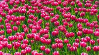 Roze tulpen in bollenveld Flevoland (Nederland) van Jessica Lokker thumbnail