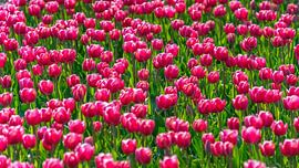 Roze tulpen in bollenveld Flevoland (Nederland)