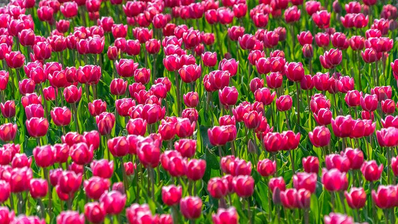Roze tulpen in bollenveld Flevoland (Nederland) van Jessica Lokker