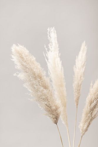 Pampas Gras Grijs 06