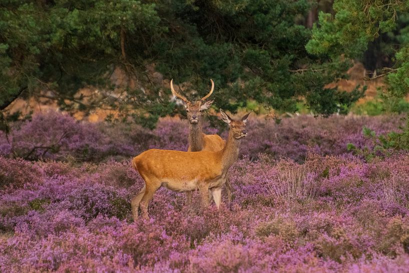Young Red Deer by Merijn Loch