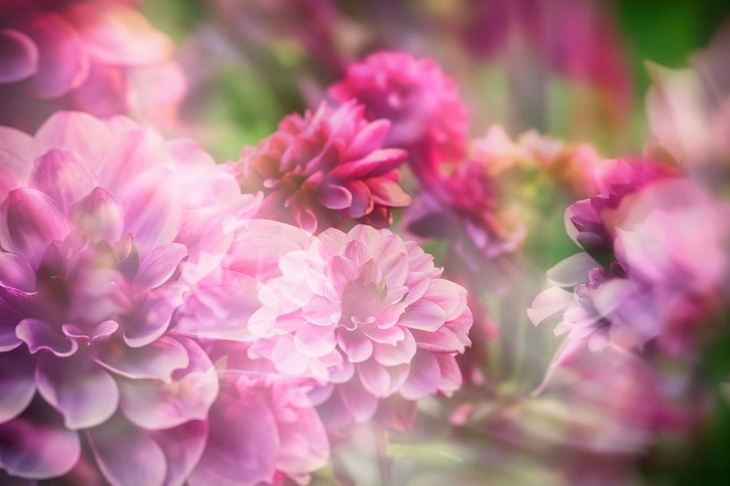Dreamy Dahlias von Marlika Art