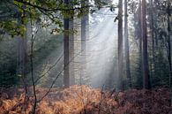 Zonnestralen in herfstbos van Elroy Spelbos Fotografie thumbnail