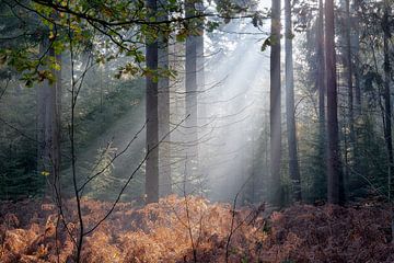 Zonnestralen in herfstbos von Elroy Spelbos Fotografie