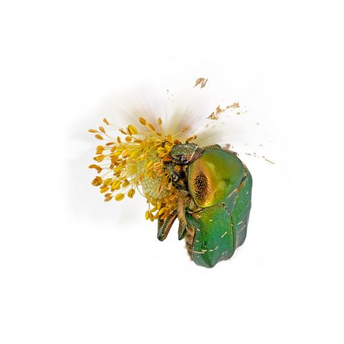 Goudglanzende rozenkever op een witte bloem die tegen een witte achtergrond van witte achtergrond ee