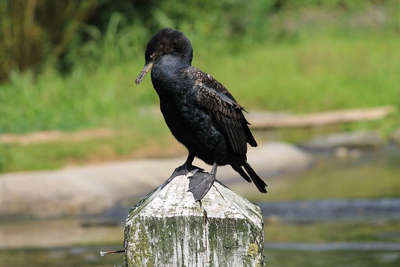 Watervogel par Roy Wellner
