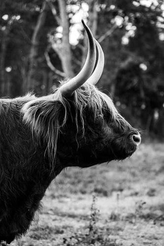 Scottish Highland cow photographed from the side in the Veluwe