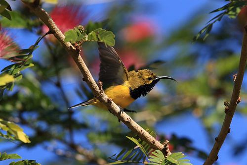 Olijfrugzonnediefje (Cinnyris jugularis) Regenwoud, Queensland