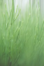 Gras sur Robert Wiggers