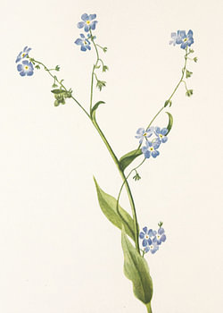 Bur Forget Me Not From North American Wildflowers (1925) von Mary Vaux Walcott