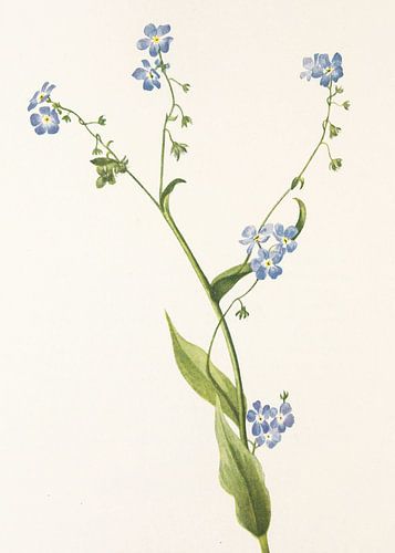 Bur Forget Me Not From North American Wildflowers (1925) By Mary Vaux Walcott