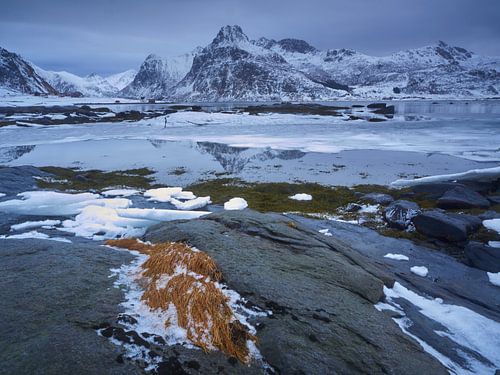 Geel gras in de besneeuwde wereld