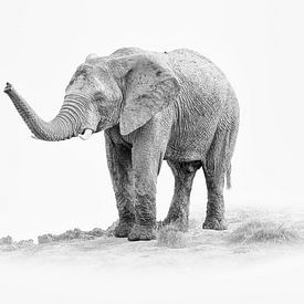 Schwarz-Weiß-Porträt eines afrikanischen Elefanten in Hochtönen von Chris Stenger