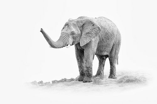 Zwart-wit portret van een Afrikaanse Olifant in high-key