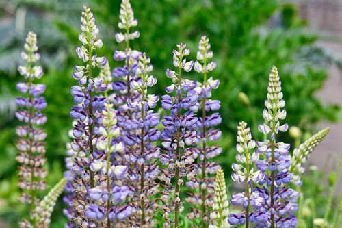 Paarse Lupine wat sta je er prachtig bij