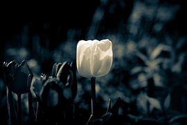 Dark Blossom Gruga - Spring Tulip Tulip photographed in soft bokeh - Sadness and hope by Jakob Baranowski - Photography - Video - Photoshop