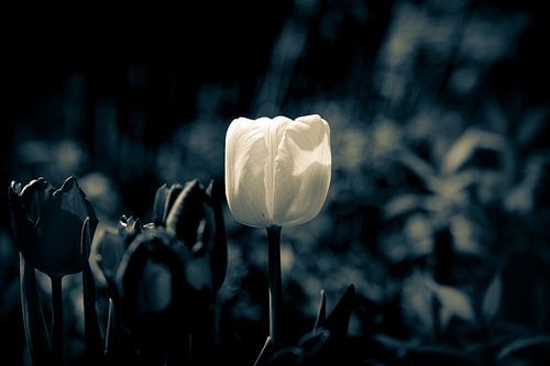 Donkere Bloesem Gruga - Lentetulp Tulp gefotografeerd in zachte bokeh - Droefheid en hoop