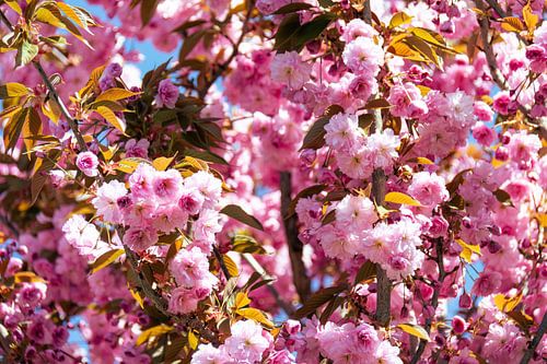 Sun-kissed Japanese cherry blossoms