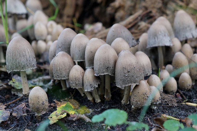 many mushrooms together by Madeltijntje