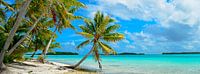 Hängende Palme auf einem tropischen Strand im Pazifik im Panorama von iPics Photography Miniaturansicht