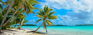 Hängende Palme auf einem tropischen Strand im Pazifik im Panorama