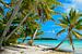 Hangende palmboom op een tropisch strand in de Stille Oceaan in panorama van iPics Photography