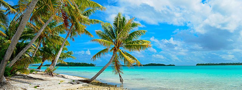 Hängende Palme auf einem tropischen Strand im Pazifik im Panorama von iPics Photography