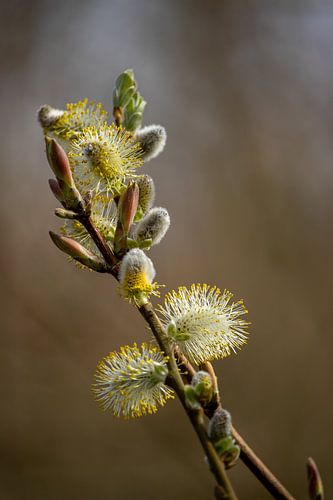 Blühendes Kätzchen