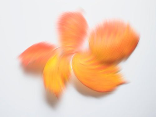 Speelse herfstkleuren 5 van Jaap Tanis