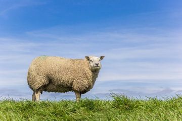 Een wit schaap staat boven op een dijk in Friesland