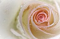 Tenderness... (bloem, roos, druppel, liefde, lente) von Bob Daalder Miniaturansicht