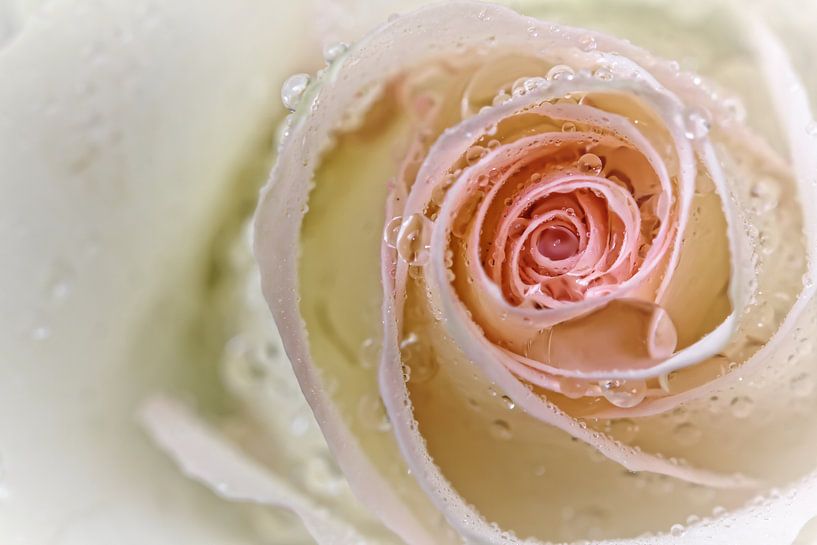 Tenderness... (bloem, roos, druppel, liefde, lente) von Bob Daalder