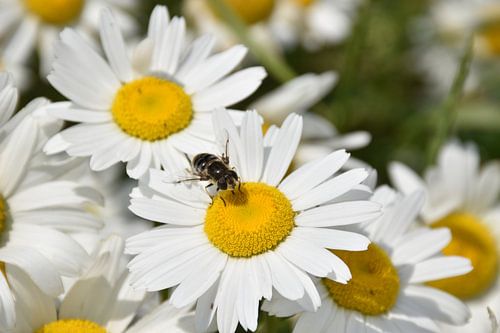 Een veld met madeliefjes in bloei