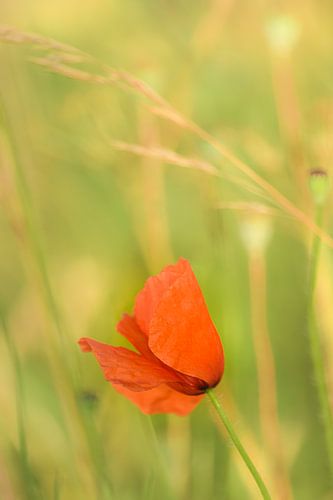 Zerbrechlicher Mohn