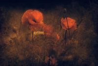 Summer poppies