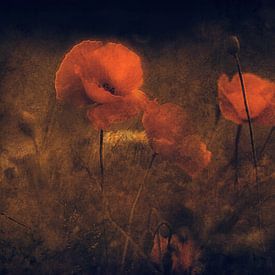 Coquelicots d'été sur Jan van der Linden