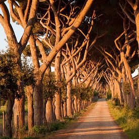 Tuscany Avanue by Laura Vink