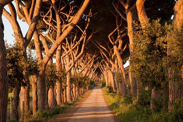 Toscane Avanue sur Laura Vink