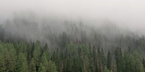 Le souffle de la forêt