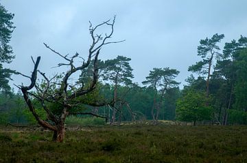 Nationaal Park Utrechtse Heuvelrug van Maarten Verhees