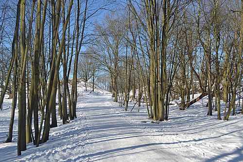 Sneeuwlandschap in de Amsterdamse Waterleidingduinen