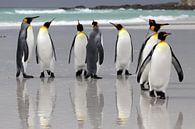 Pingouins royaux sur la plage par Antwan Janssen Aperçu